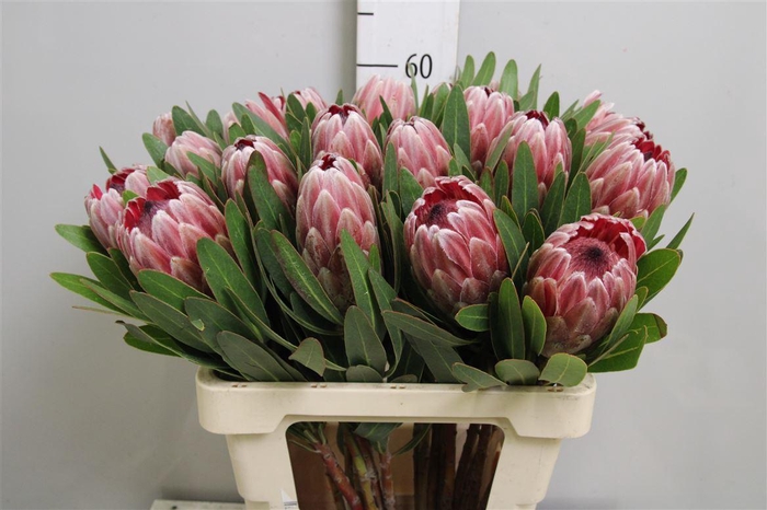 <h4>Protea Pink Ice</h4>