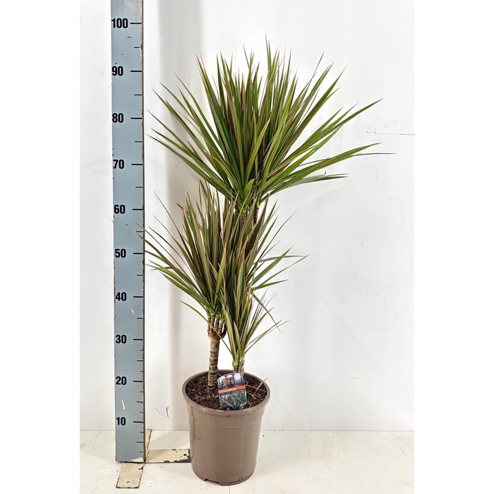 <h4>DRA MARG BICOLOR</h4>
