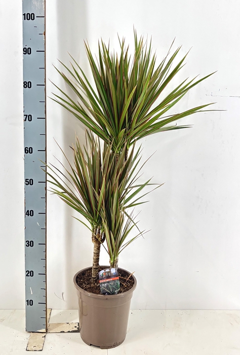 <h4>DRA MARG BICOLOR</h4>