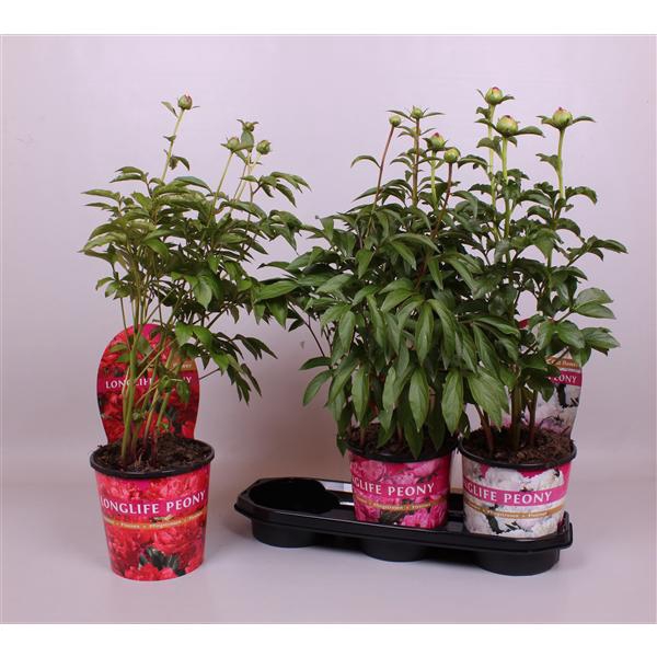 Paeonia 19CM Mix Longlife