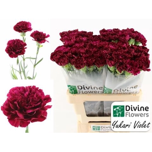 Dianthus ST 'Yukari Violet'