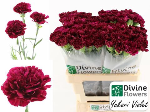 <h4>Dianthus ST 'Yukari Violet'</h4>