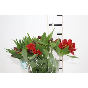 ALSTROEMERIA ANGELINA 080 CM