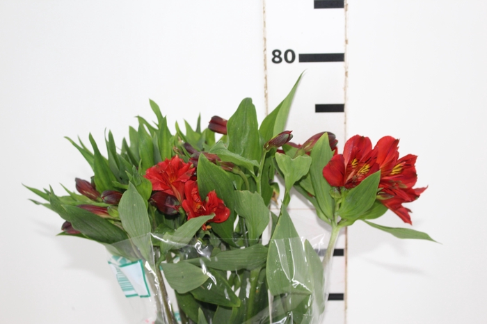 <h4>ALSTROEMERIA ANGELINA 080 CM</h4>