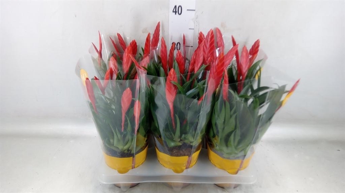 <h4>Vriesea  'Conchita'</h4>