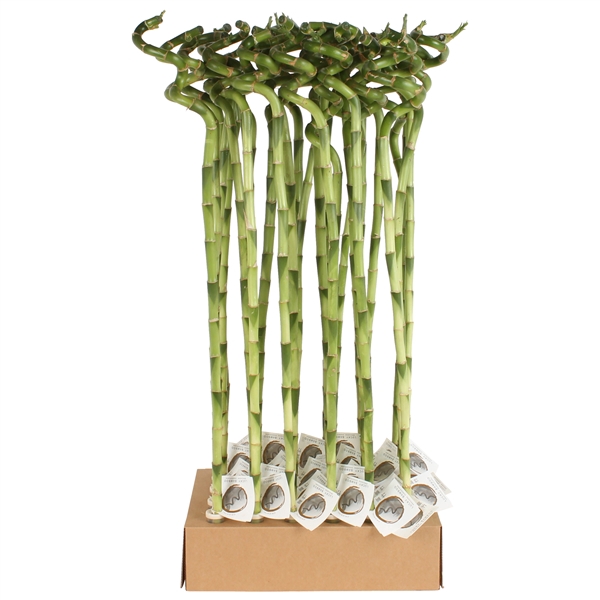 <h4>Lucky Bamboo Stem Spiral 80cm in Tube & Karton Tray</h4>