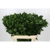 Ruscus Hypophyllum