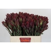 Leucadendron Senorita