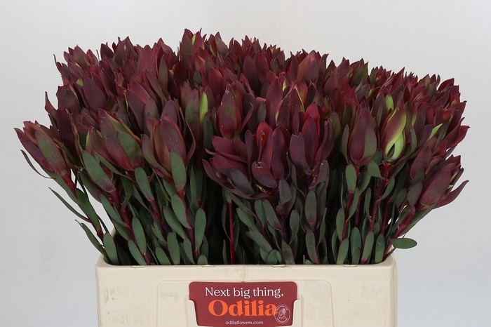 Leucadendron Senorita