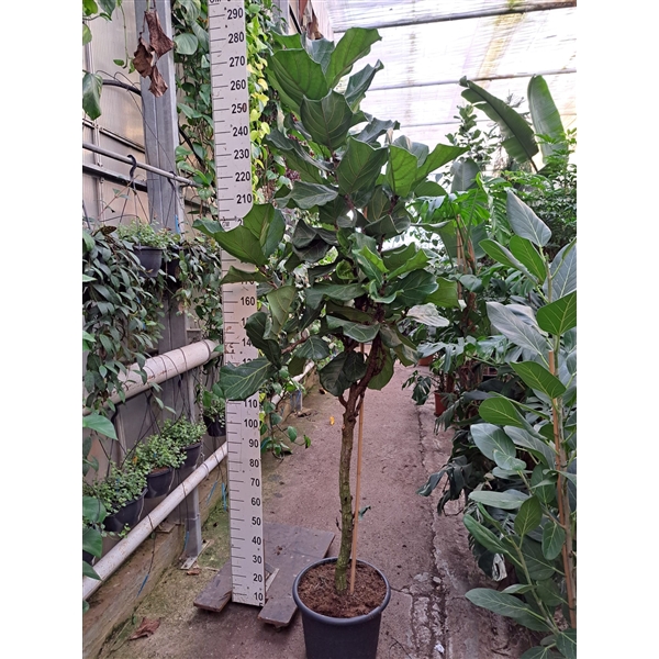 <h4>Ficus Lyrata dikke stam</h4>