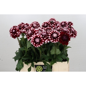 Dahlia Checkers