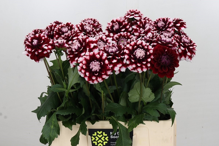 <h4>Dahlia Checkers</h4>