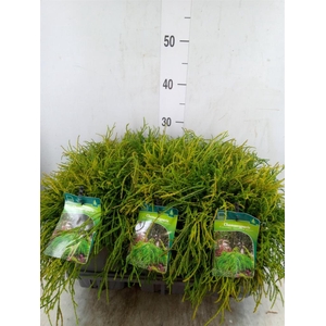 Chamaecyparis pis. 'Filifer Nana'