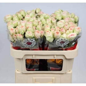 R TR RLM  ING KRISTI