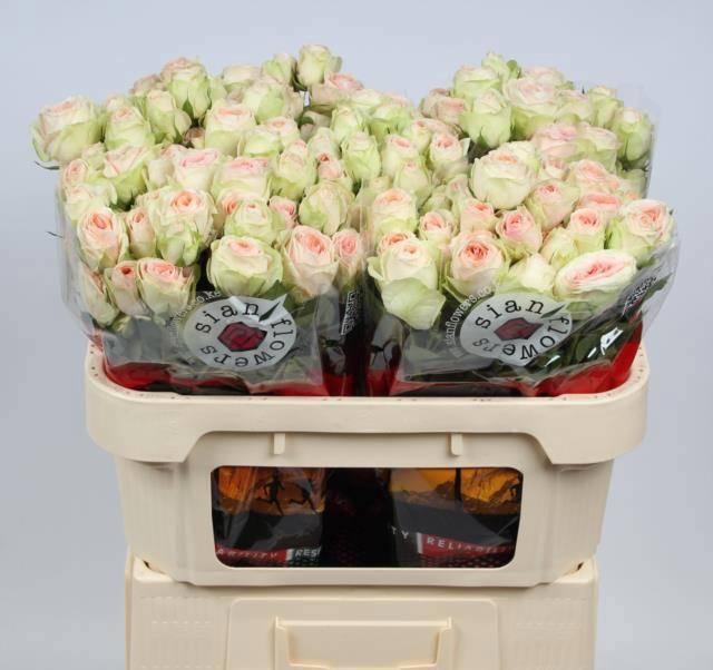 <h4>R TR RLM  ING KRISTI</h4>