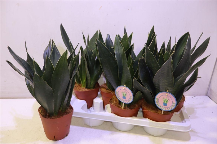 <h4>arr8 Sansev Trifascia Ov</h4>