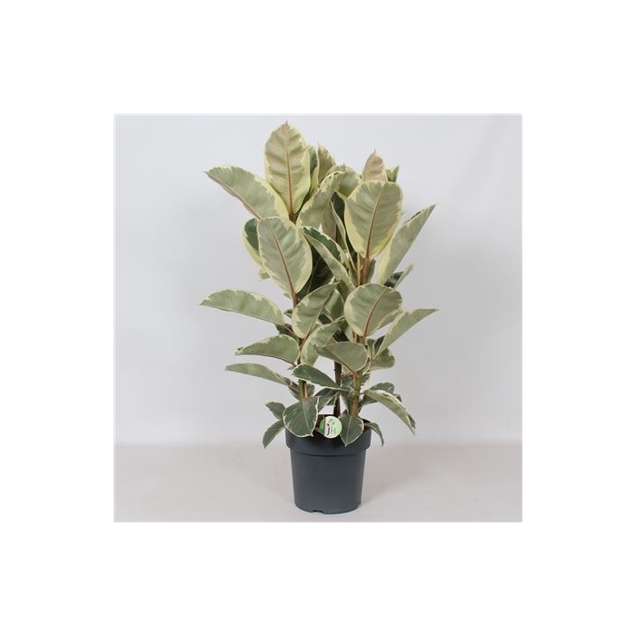 <h4>Ficus 'tineke' 3pp</h4>