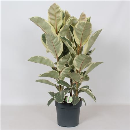 <h4>Ficus 'tineke'</h4>