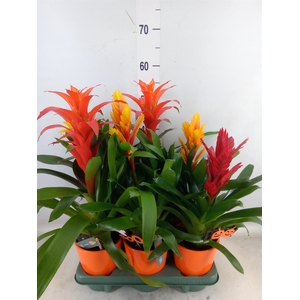 Bromelia   ...mix