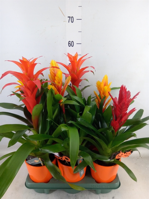 <h4>Bromelia   ...mix</h4>