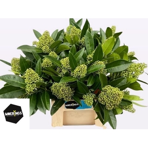 Skimmia Kew Green Moerings