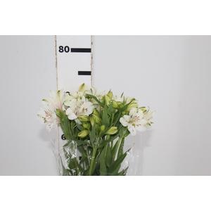 ALSTROEMERIA WHISTLER 080 CM