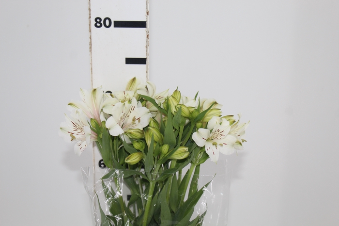 <h4>ALSTROEMERIA WHISTLER 080 CM</h4>