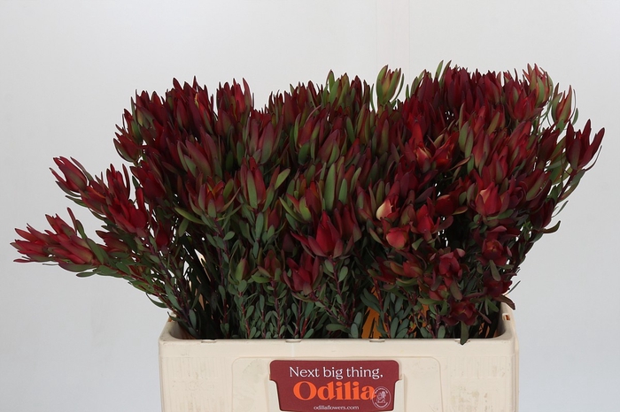 <h4>Leucadendron Blush Spray</h4>