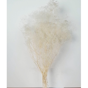 GESTABILISEERD GYPS MILLION STAR GEBLEEKT