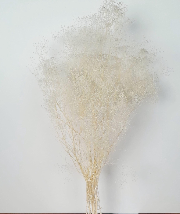 <h4>GESTABILISEERD GYPS MILLION STAR GEBLEEKT</h4>