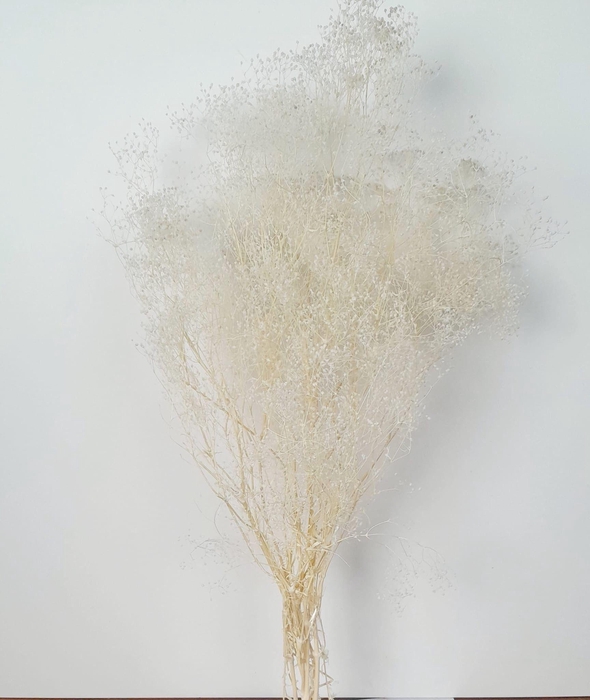 <h4>GESTABILISEERD GYPS MILLION STAR GEBLEEKT</h4>