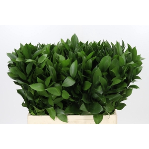 Ruscus Hypophyllum
