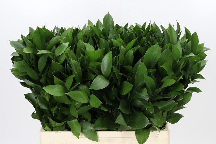 Ruscus Hypophyllum