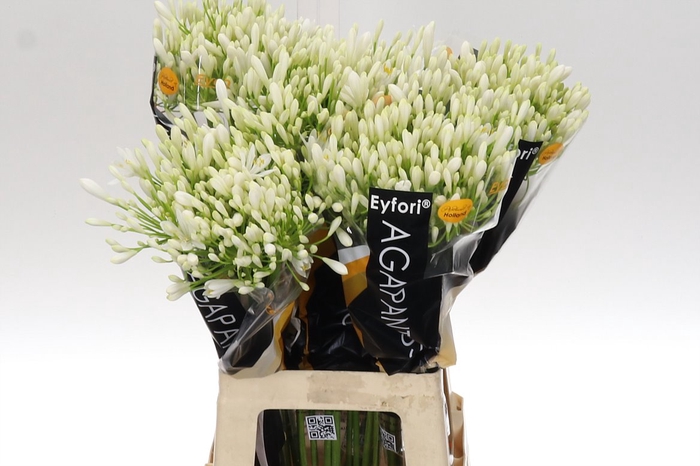 <h4>Agap Eyfori White 70</h4>