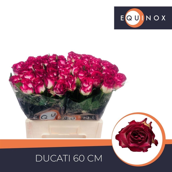 <h4>R GR DUCATI</h4>