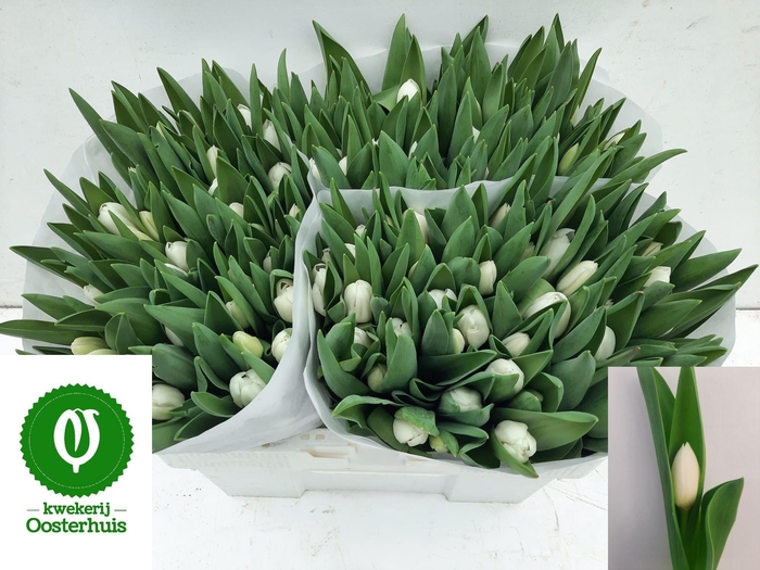 <h4>TU EN ROYAL VIRGIN</h4>