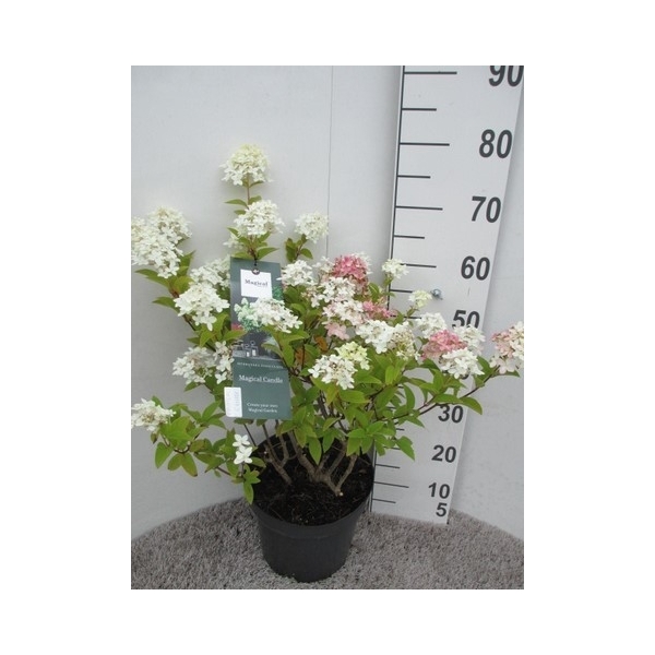 <h4>Hydrangea pan. Magical Candle 30-40 P26</h4>