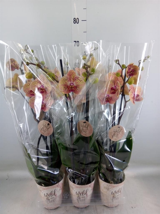 <h4>Phalaenopsis ...</h4>