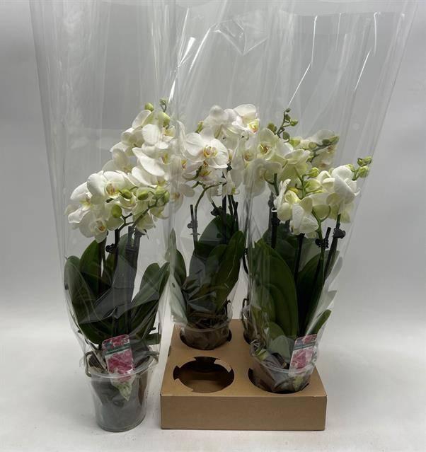 <h4>PHAL OV WIT</h4>