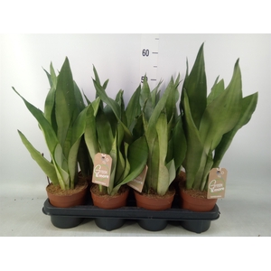 Sansevieria trifa. 'Moonshine'