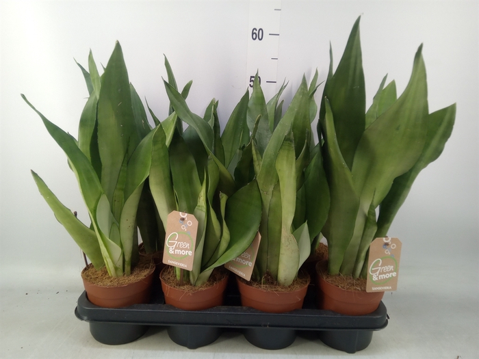 <h4>Sansevieria trifa. 'Moonshine'</h4>