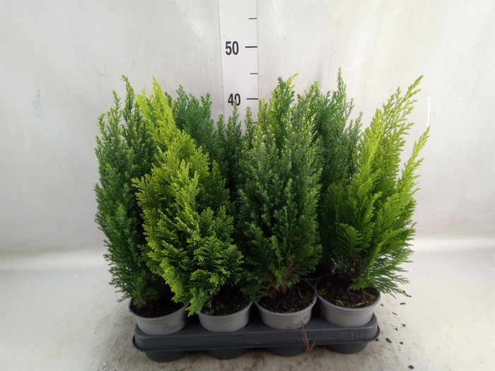 Conifers   ...mix