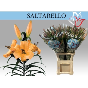 LI OT SALTARELLO