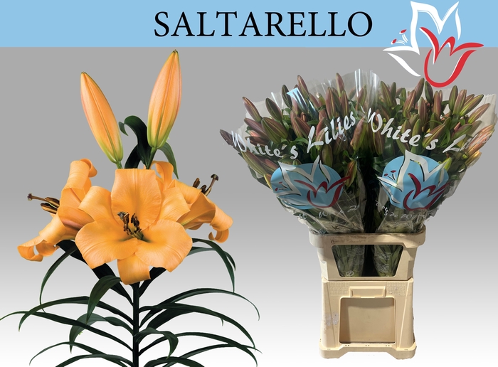 <h4>LI OT SALTARELLO</h4>
