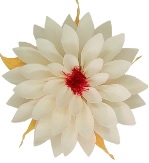 Dahlia whi-04