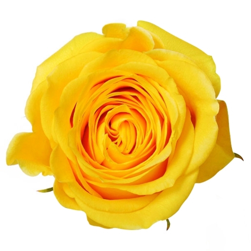 <h4>R Gr Brighton Yellow 50cm EC</h4>