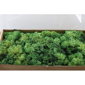 Moss Reindeer Moss 500gr Moss Green
