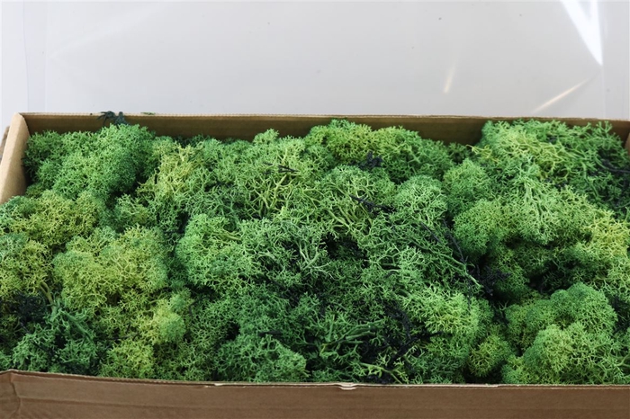 <h4>Moss Reindeer Moss 500gr Moss Green</h4>