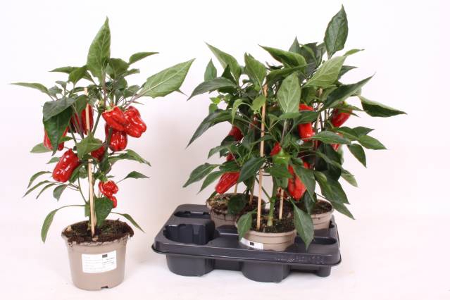 <h4>PAPRIKA PLANTEN P14</h4>