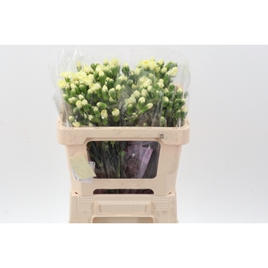 Di Tr Xanthe 50cm